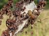 Cheiracanthium punctorium
